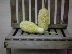 Verrqueuse de Maurice