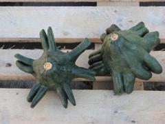 Yougoslavian Finger Green